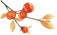 090925zsgu8ggxgg8aaq2y.png