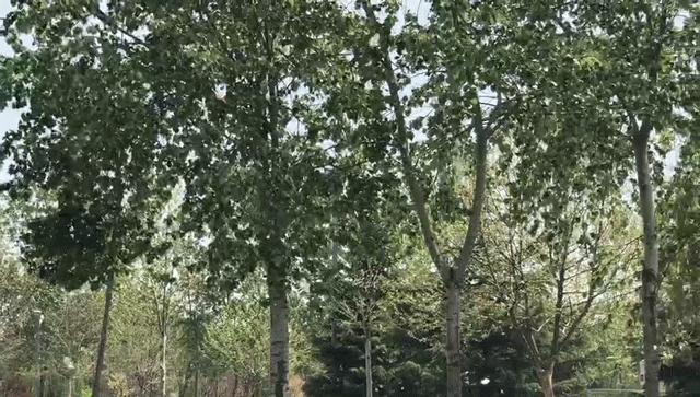 221158rwlggex2buev2evx.gif